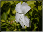 foto Flora e la Fauna alle Seychelles